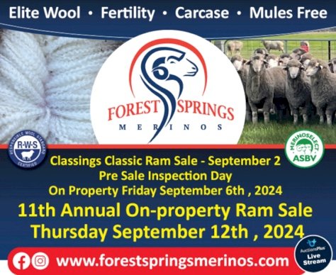 Forest Springs Merino -- 29 Aug - 15 Sept