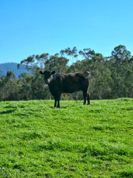 WANTED Pasture Grazing North East VIC