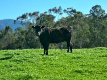 WANTED Pasture Grazing North East VIC