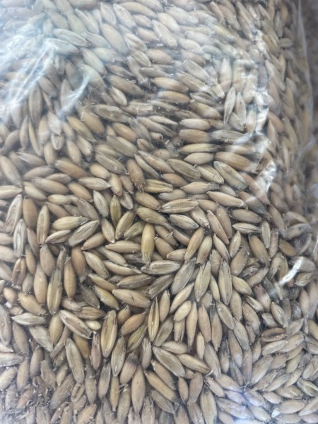 6 m/t Yallara Oat Seed Graded