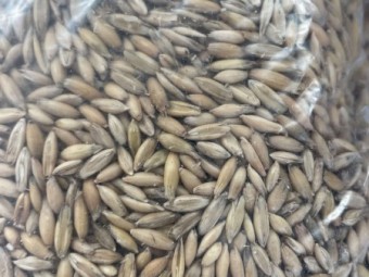 6 m/t Yallara Oat Seed Graded