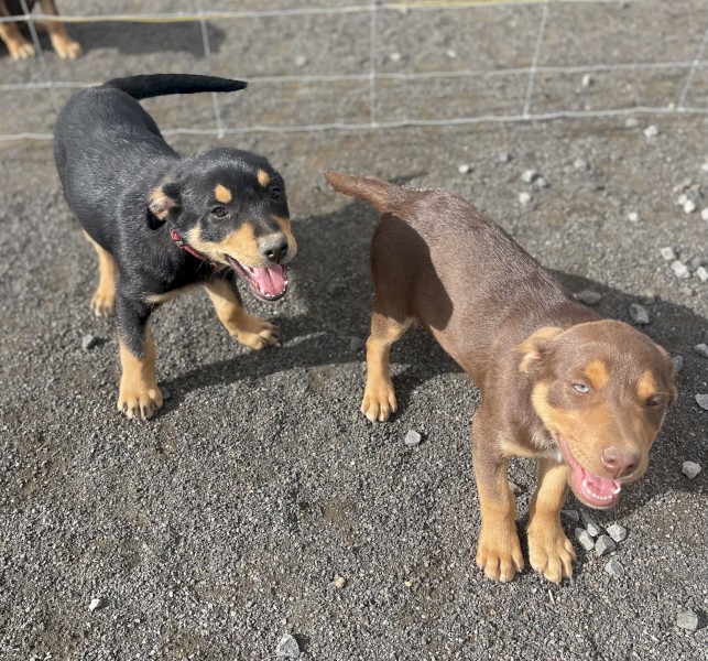 Pure Bred Kelpie puppies