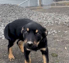 Pure Bred Kelpie puppies
