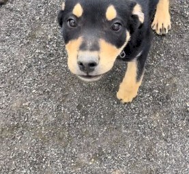 Pure Bred Kelpie puppies