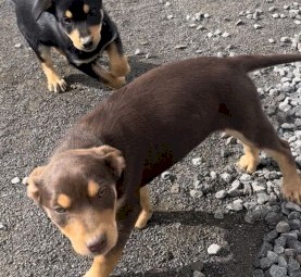 Pure Bred Kelpie puppies