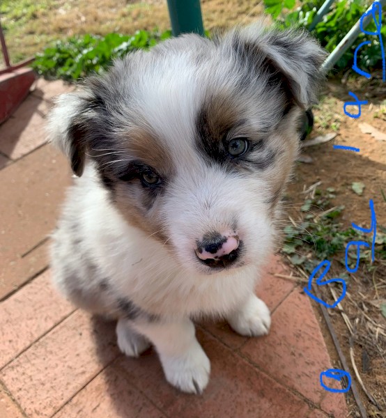 Australian Shepherd Purebred Puppies
