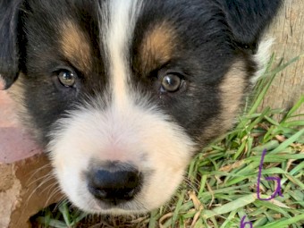 Australian Shepherd Purebred Puppies