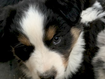 Australian Shepherd Purebred Puppies