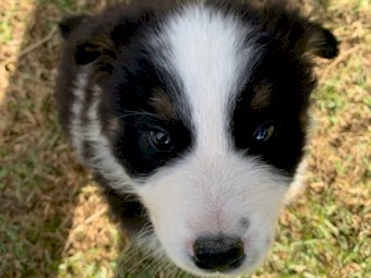 Australian Shepherd Purebred Puppies