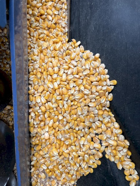 Corn - Feed