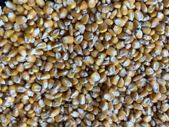 Corn - Feed