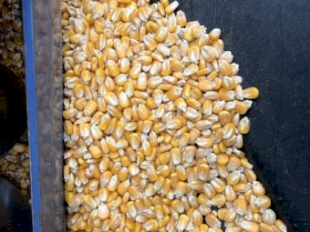 Corn - Feed