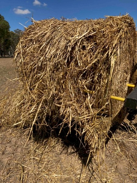 Oaten round rolls 
