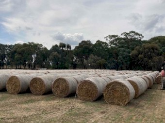 Oaten round rolls 