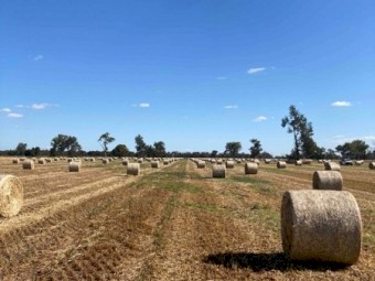 Oaten round rolls 