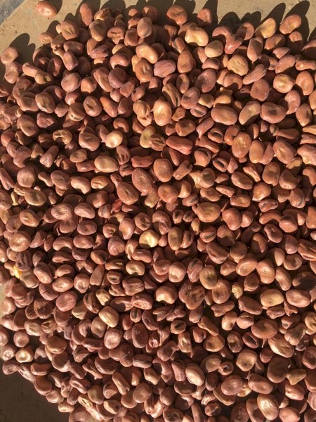 Faba Beans - Samira
