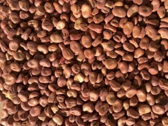 Faba Beans - Samira