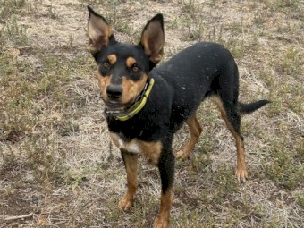 Whispers Flame - Started WKC Kelpie Female 