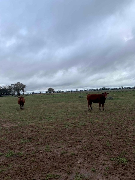 10 Santa x red angus PTIC Red Tag