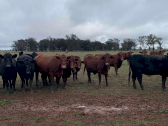 10 Santa x red angus PTIC Red Tag