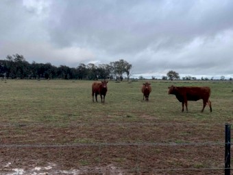 10 Santa x red angus PTIC Red Tag