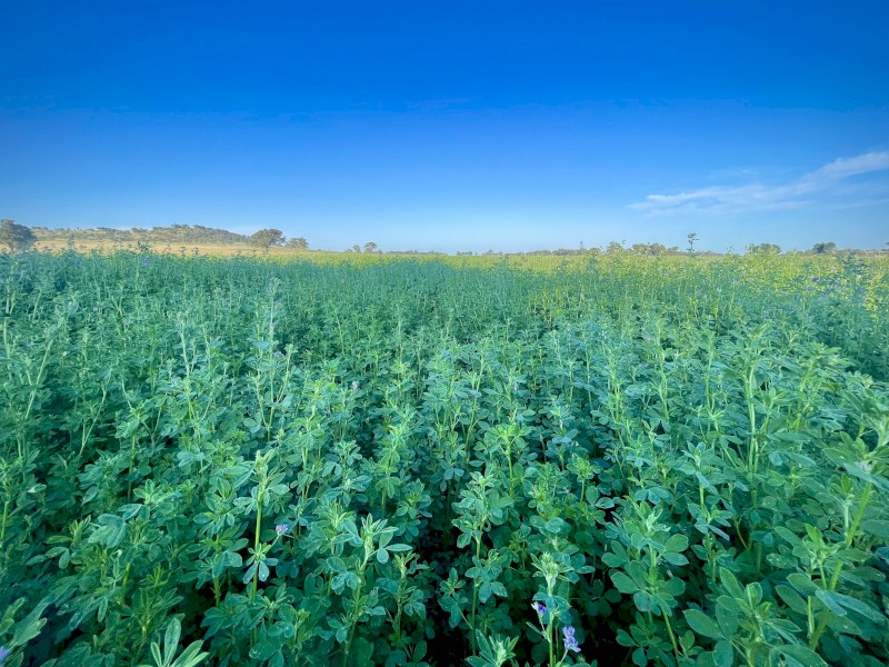 Lucerne small squares 2nd cut