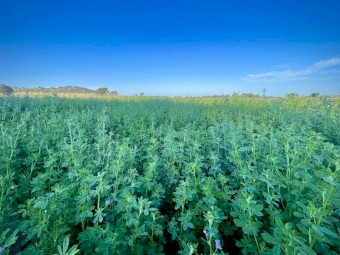 Lucerne small squares 2nd cut