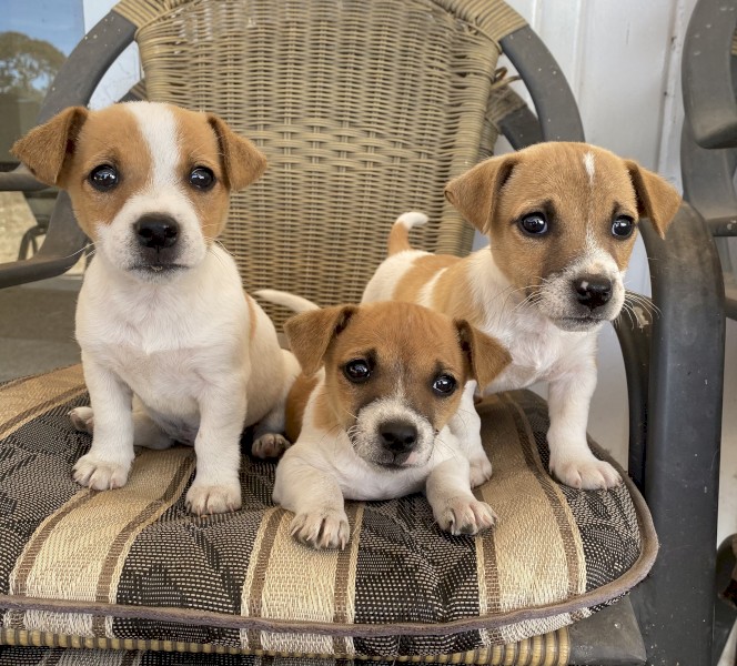 Jack Russell Terrier Puppies
