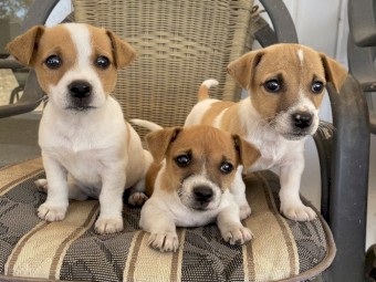Jack Russell Terrier Puppies