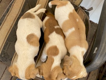 Jack Russell Terrier Puppies