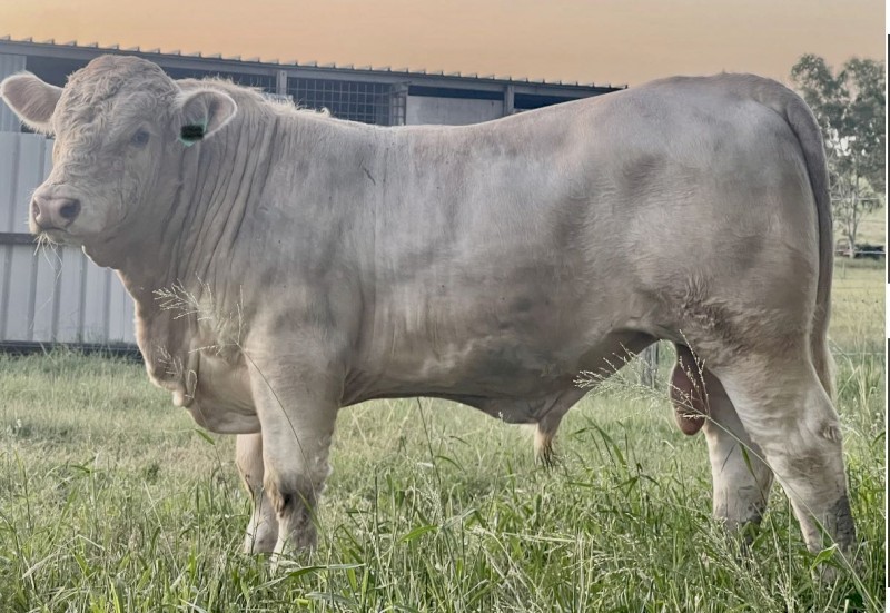 Charolais Bull for sale (Can Deliver to Rockhampton)