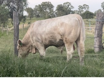 Charolais Bull for sale (Can Deliver to Rockhampton)