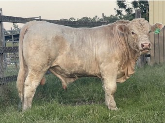 Charolais Bull for sale (Can Deliver to Rockhampton)