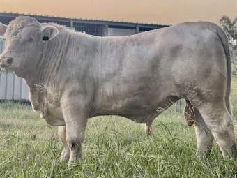 Charolais Bull for sale (Can Deliver to Rockhampton)