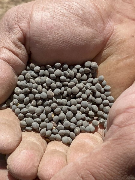 50mt Popany Vetch Seed