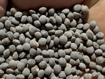 50mt Popany Vetch Seed