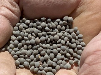 50mt Popany Vetch Seed
