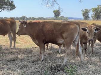 Aka Ushi Red Wagyu Steers