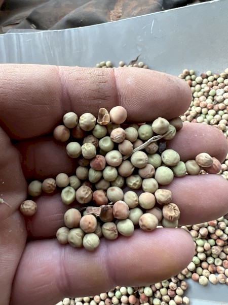 250mt Field Peas