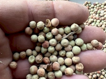 250mt Field Peas