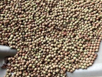 250mt Field Peas