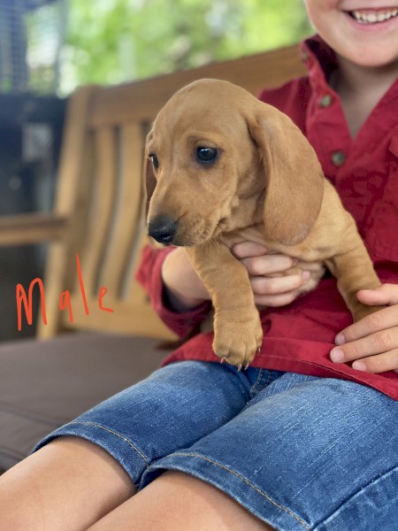 Dachshund Pure Puppies DNA Tested Parents 