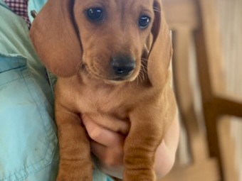 Dachshund Pure Puppies DNA Tested Parents 