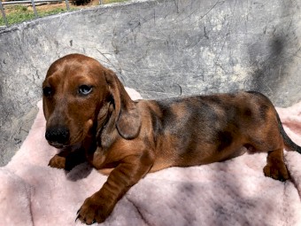 Dachshund Pure Puppies DNA Tested Parents 