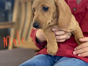 Dachshund Pure Puppies DNA Tested Parents 