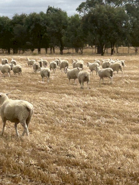 Highlander Ewe Lambs