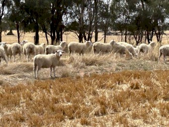 Highlander Ewe Lambs