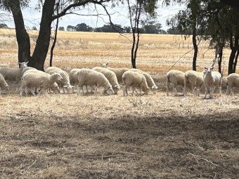 Highlander Ewe Lambs