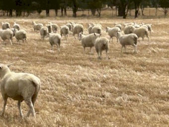 Highlander Ewe Lambs