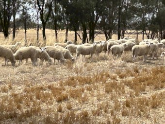 Highlander Ewe Lambs